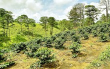 Điều kiện chuyển mục đích sử dụng đất nông nghiệp