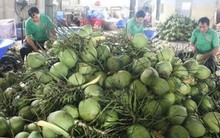 'Người Mỹ và Trung Quốc đặc biệt yêu thích dừa Việt Nam'