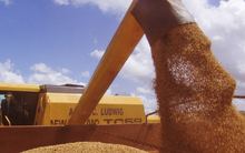 Trung Quốc dừng nhập khẩu một loại nông sản quan trọng, Mỹ ngay lập tức tìm ra 'cứu tinh' mới: Từng nhập khẩu 80% từ Mỹ, sản lượng không theo kịp nhu cầu