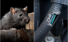 Thắc mắc từ vụ ca sĩ Duy Mạnh kiện Mercedes Việt Nam: "Răng chuột cắn đứt làm sao được dây điện xe ô tô?"