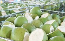 Không phải sầu riêng, một báu vật triệu đô của Việt Nam đang lên cơn sốt giá trên toàn thế giới, Mỹ và Trung Quốc nhập khẩu hàng đầu