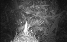 Việt Nam phát hiện loài động vật cực kỳ quý hiếm, có một đặc trưng được ví là "họ hàng" của ma cà rồng