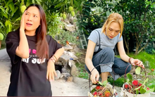 Thú vui đặc biệt của Mỹ Tâm: Trong nhà nữ ca sĩ có gì mà mới "flex nhẹ" đã khiến dân tình trầm trồ?