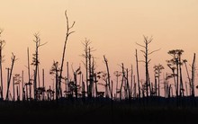 Rừng ma đang phát triển khi mực nước biển dâng