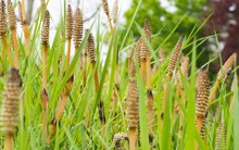 Việt Nam có loại cỏ chống rụng tóc, kích thích mọc tóc con: Dùng đúng còn chống viêm, hạ huyết áp