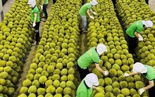 Lý do xuất khẩu rau quả Việt Nam vừa hụt thu hơn 2.800 tỷ đồng