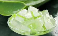 Việt Nam có 1 loại lá nhơn nhớt giúp chống rụng tóc, kích thích mọc tóc con, biết tận dụng còn trị được nhiều bệnh mãn tính