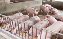 Vì sao giá lợn hơi tăng cao bất thường?