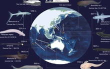 Hàng loạt "dị ngư" ở nơi sâu nhất thế giới mang đột biến kỳ lạ