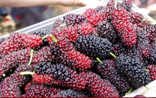 4 không khi mua dâu tằm để tránh chọn nhầm quả chua, hỏng, khô nước