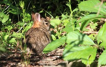 Loài vật quý hiếm bậc nhất hành tinh, tuyệt chủng hơn 120 năm bất ngờ tái xuất: Vẻ ngoài nhỏ bé nhưng rất khỏe và khá “nóng nảy”