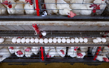 3 nhà cung cấp đều bị đánh thuế, người Mỹ lo ngại cho một mặt hàng 'đã đắt nay còn đắt hơn'