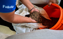 Tổng thống Donald Trump áp thuế đối ứng, người Mỹ sắp phải trả thêm tiền cho một thức uống quen thuộc - Là sản phẩm Việt Nam được ưu đãi thuế nhập khẩu 0%