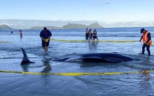 Loài vật quý hiếm bậc nhất thế giới, suốt 150 năm mới thấy 7 mẫu vật