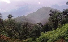 Loài vật mới quý hiếm chưa từng ghi nhận trên thế giới, vừa được phát hiện ở Việt Nam