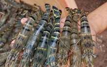 Mỹ công bố thuế 46%, Cà Mau khuyến cáo người nuôi tôm không hốt hoảng