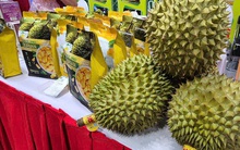 Sầu riêng xuất khẩu còn ít hơn chuối