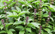 Việt Nam có 2 loại lá giúp chống rụng tóc, kích thích mọc tóc con, biết tận dụng cực kỳ tốt cho sức khỏe