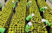 Mỹ công bố thuế đối ứng 46% với hàng hóa Việt Nam: 'xuất khẩu rau quả có khả năng ít bị ảnh hưởng'