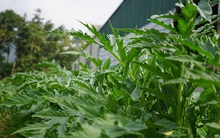 Loại cây Địa Trung Hải được trồng ở Việt Nam, lá quý như "vàng", tốt không ngờ cho lá gan