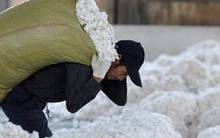 Hàng trăm nghìn tấn 'vàng trắng' từ Mỹ ồ ạt tràn về Việt Nam với giá siêu rẻ: Thuế nhập khẩu 5%, nước ta tiêu thụ 1,5 triệu tấn/năm