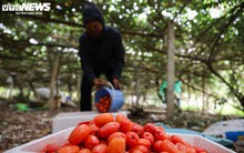 Nhót chín cây mua tại vườn rẻ bèo, xuống phố tiểu thương bán đắt gấp 5