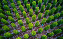 Hoa Kỳ nhập 10.000 tấn loại gia vị này của Việt Nam từ đầu năm: Nước ta xuất khẩu bằng cả thế giới cộng lại, năm ngoái thu gần 10.500 tỷ từ chính Hoa Kỳ