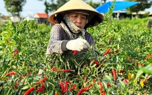 Thị trường Trung Quốc thu mua ớt ồ ạt, giá "nhảy múa"