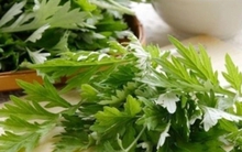 Ngải cứu được ví như 'thuốc bổ' nhưng những người này không nên ăn