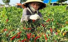 Nông dân miền Trung phấn khởi vì giá ớt cao kỷ lục