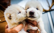 Loài vật quý hiếm bậc nhất thế giới, tuyệt chủng cách đây 12.500 năm, vừa được hồi sinh