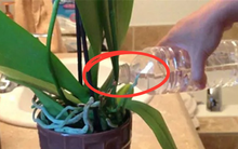 Mì chính - "thần dược" giúp cây sắp chết sống dậy, kích hoa nở rộ như suối vỡ bờ