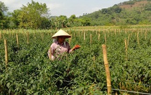Giá ớt Việt Nam tăng gấp 10 lần vì Trung Quốc bất ngờ tiêu thụ mạnh