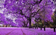 'Kỳ lạ' 1 doanh nghiệp có tỷ trọng xuất khẩu gỗ, đá... sang Mỹ cao top đầu sàn chứng khoán: Cổ phiếu tăng trần giữa tâm bão thuế quan