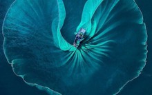 Một công ty bất động sản vừa giao cho Chủ tịch 150 tỷ để đầu tư cổ phiếu sàn HoSE, HNX