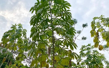 Sau gạo và sầu riêng, thêm một mặt hàng của Việt Nam trở thành đối thủ lớn của Thái Lan: Nước ta thu hơn 372 triệu USD từ đầu năm