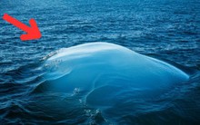 Hình ảnh lạ xuất hiện giữa đại dương khiến các nhà khoa học đau đầu: Bí mật là gì?