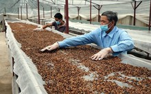 Việt Nam 'đổ bê tông' vị thế xuất khẩu cà phê lớn thứ 2 thế giới: Trung Nguyên, Highlands, Nestlé đua nhau xây nhà máy nghìn tỷ