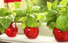 4 loại cây người Việt dễ kiếm, là “máy lọc” không khí tuyệt hảo: Nhà nào cũng nên trồng ít nhất một loại