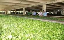 Mỹ săn nghìn tấn 'vàng xanh' của Việt Nam: thuế nhập khẩu 0%, Việt Nam là ông trùm đứng thứ 5 thế giới