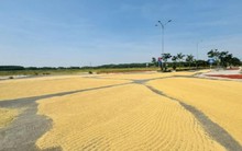 Làm đường tiền tỷ chỉ để… phơi lúa?