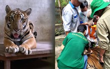 Thảo Cầm Viên bất ngờ thông báo về lần biểu diễn cuối của 1 chú hổ, MXH ngỡ ngàng lo cho "số phận" sau đó