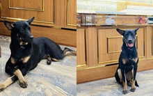 Chuyện "chú chó đi lạc vào nhà giàu" đang hot: Con trai chủ tiệm vàng Kiên Giang tiết lộ tin bất ngờ