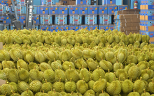 Việt Nam có thủ phủ sầu riêng mới sau sáp nhập tỉnh thành, diện tích trồng chiếm 1/4 cả nước