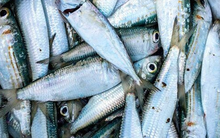 Việt Nam có 1 loại cá rẻ hơn cá hồi nhưng bổ dưỡng không kém, được Hiệp hội của Mỹ vô cùng yêu thích, là "vựa" canxi và omega-3