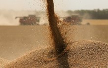 Trăm nghìn tấn 'hạt vàng' từ Mỹ ồ ạt tràn vào Việt Nam với giá siêu rẻ: thuế nhập khẩu 0%, nước ta tiêu thụ top thế giới