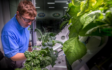 Loại rau NASA coi là tiềm năng để trồng trong không gian, cũng là "ngôi sao chống ung thư": Chợ Việt bán vừa nhiều vừa rẻ