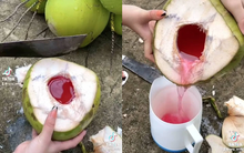 Loại quả mùa hè rẻ tiền có mặt khắp Việt Nam, không chỉ giải khát mà còn được ưa chuộng vì mát gan, thải độc