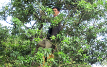 Ấn Độ liên tục săn lùng một loại cây ra hoa nghìn tỷ từ Việt Nam: Thu gần 22 triệu USD kể từ Việt Nam, là sản vật hiếm của thế giới