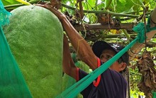 Độc lạ Bình Định: Làng trồng bí đao khổng lồ, quả nặng hơn 60kg